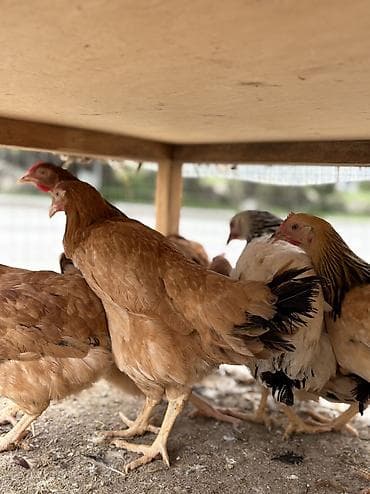 ucuz yumurta: Toyuq, Yumurtalıq, Ünvandan götürmə, Pulsuz çatdırılma, Ödənişli çatdırılma — 2