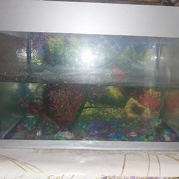 Arxa terefinde çat var şüşede içinde 1 eded balığ filtiri ilə birlikdə