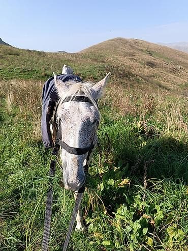 qarabag ati satilir: Dişi, il: 4 — 2