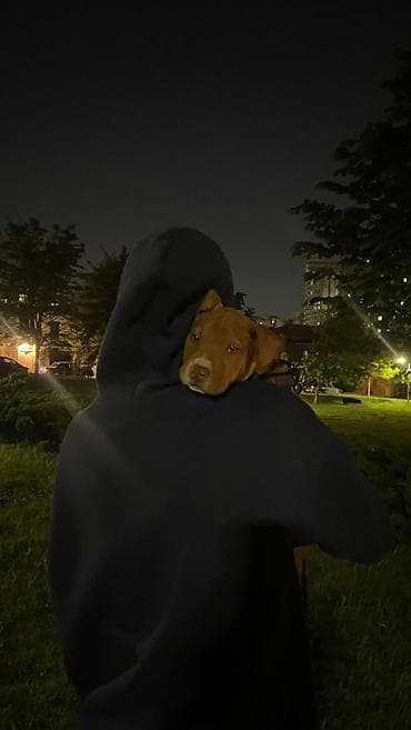 pitbul balasi: Pitbul, 2 ay, Erkek, Peyvəndli, Ünvandan götürmə — 6