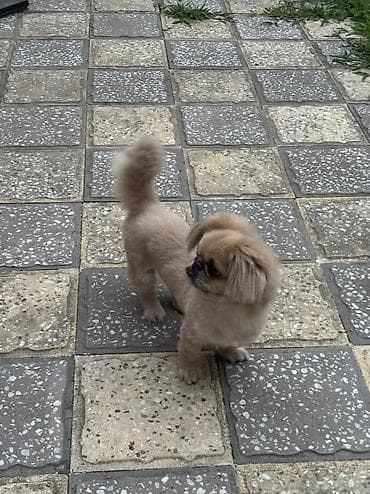 Pekines, 1 il, Erkek, Peyvəndli, Ünvandan götürmə
