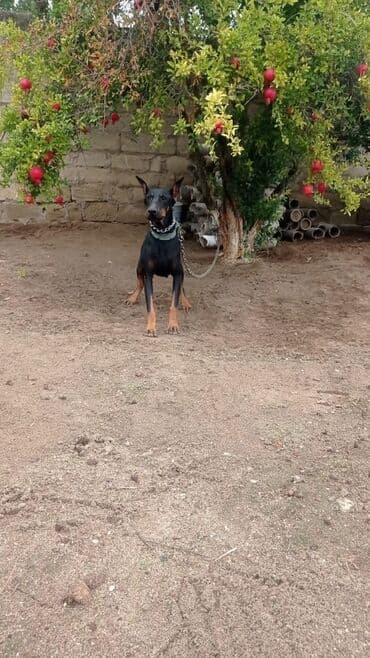 доберман купить: Doberman, 1 il, Dişi — 4