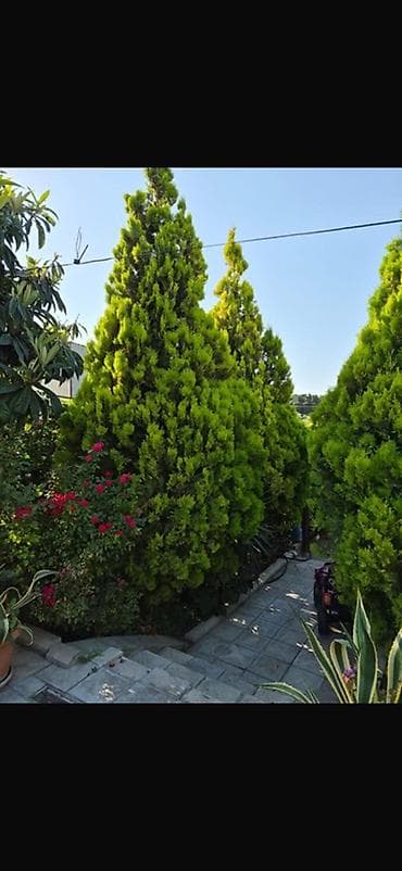 ev gulleri ve adlari: Thuja (hündür, konus formalı, parlaq yaşıl iynəyarpaq ağaclar) - — 1