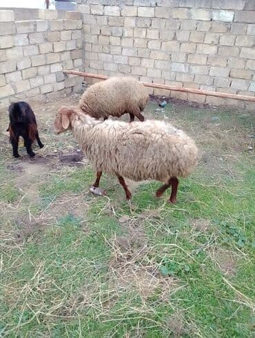 Qoyun satılır istəyən olsa yazsın video sun atım baxın real alıcıya lalafo.az -da Qoyun satılır istəyən olsa yazsın video sun atım baxın real alıcıya