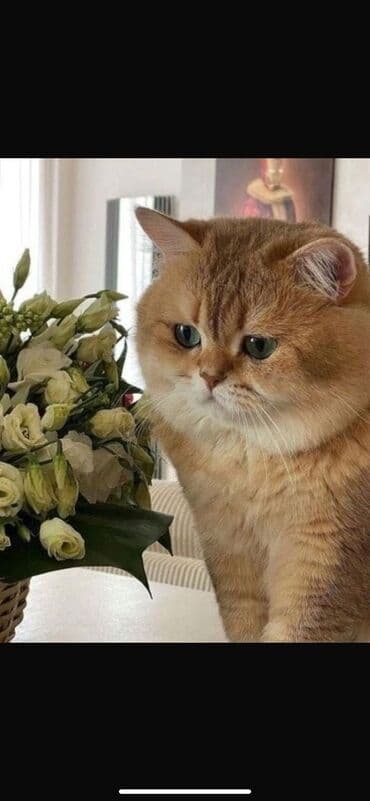 şotlan pişik: Şotland yastı qulaq, Erkək, Dişi, Yaxşı əllərə, Ünvandan götürmə, Pulsuz çatdırılma, Ödənişli çatdırılma — 88