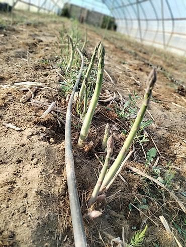 pecka soba: Məhsul: Qulançar Yaşıl #Asparaqus (sparja) – istixanada — 4