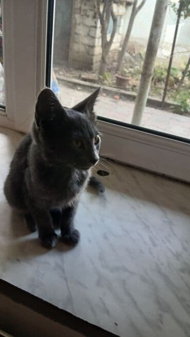 русская голубая кошка цена: Rus mavi, Yaxşı əllərə — 3