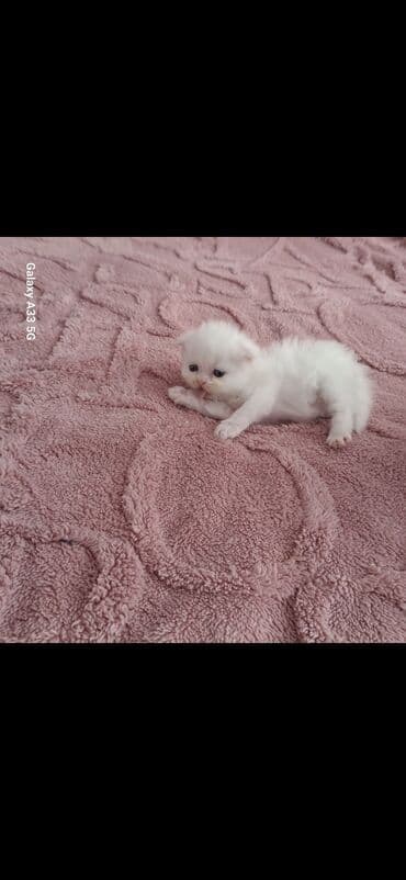 50 ile 250 arasi cins saf qan pisiklerimiz var( Silver sinsila temiz