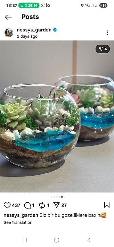 Şüşə akvarium formalı terrarium kompozisiyaları - Şəffaf şüşə qabda
