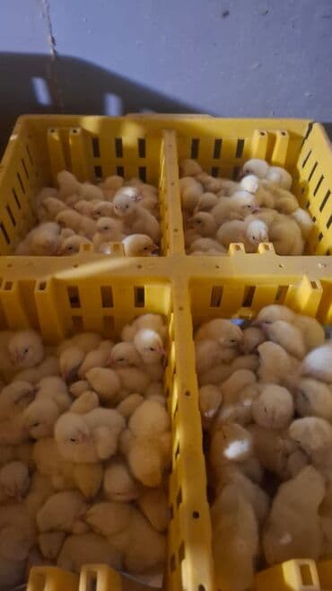 Ot doğrayan aparatlar: Azərbaycan, Azərbaycan dilində təlimat — 2