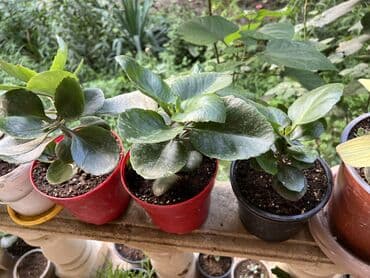 yumru xalça: Xalça — 17