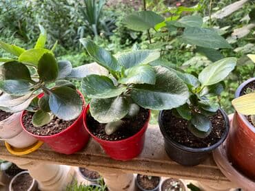 продажа комнатных растений: Her nov guler var endirimnen verecem Gencedi istiyen yazsin satiş — 7