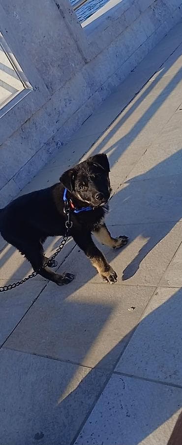 cins itlerin satisi: Gözəl, enerjili balaca it balası satışa təqdim olunur.Nemes affcarkasi — 2