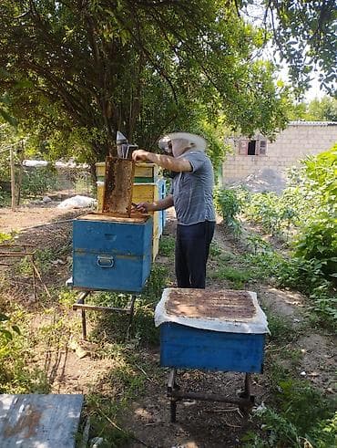 Tam tebii təmiz qara tikan balı ramkası 125 azn