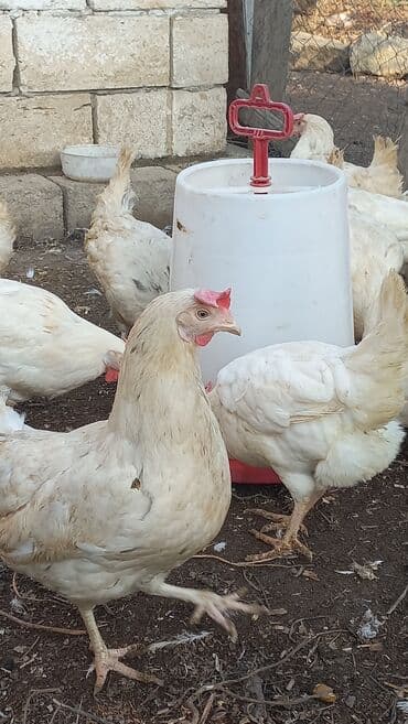 Volkswagen: Liqorin toyuqlari satilir cavandilar Sari ve Ag yumurta verenler di — 1