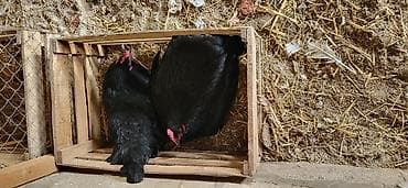 qus dami satilir: Toyuq, Australorp, Yumurtalıq, Ünvandan götürmə — 5