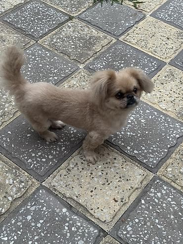 İtlər: Pekines, 1 il, Erkek, Peyvəndli, Ünvandan götürmə — 2