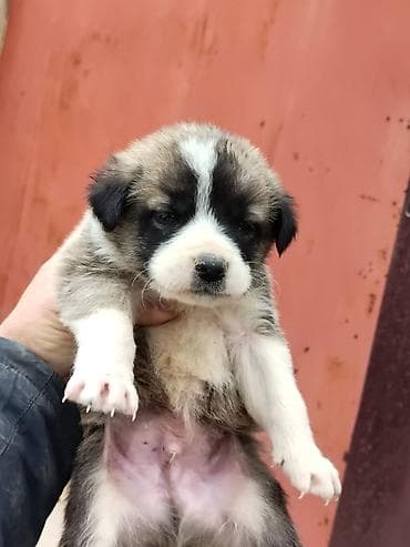 Digər heyvanlar: Qurdbasar, Erkek, Ödənişli çatdırılma — 2