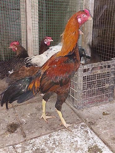 it xaltalari satisi: Heyratı xoruz 1 yaş. 60 m — 3