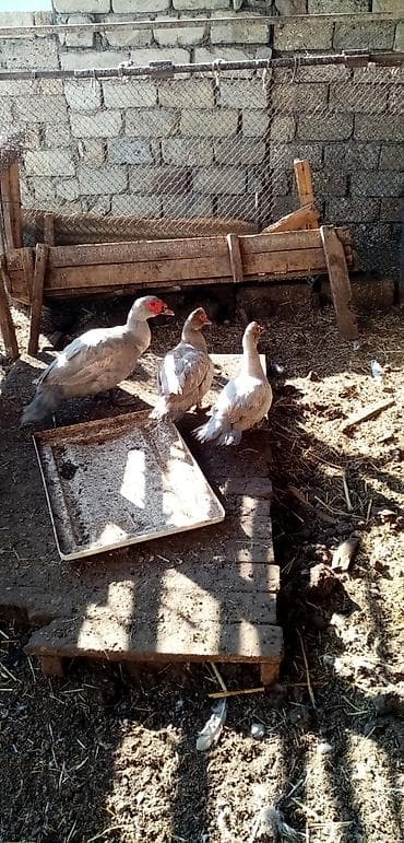 macar ördek: Erkək, | Lal ördək, Macar, Damazlıq, Ünvandan götürmə — 1