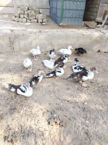 Коровы, быки: Musk ördəkləri (barbarı) – qarışıq rənglərdə (ağ, qara-ağ — 2