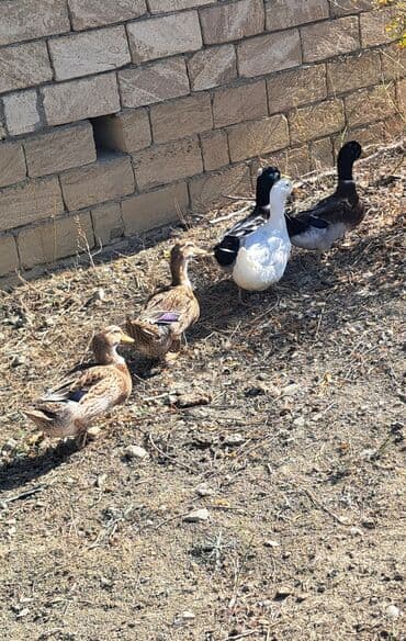 kuban ördek: Dişi, | Kuban, Damazlıq, Pulsuz çatdırılma — 5