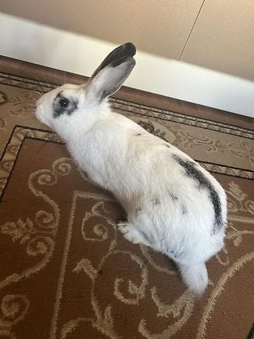 Toyuqlar: Ağ-qara naxışlı dekorativ dovşan - Rəng və naxış: Ağ tüklər üzərində — 4