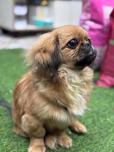 Quşlar: Pekines, 4 ay, Erkek, Pulsuz çatdırılma — 1