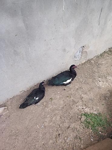 qəfəs satışı: Salam 2 ədəd cavan zümrüdü lal ördəklər satılır hal hazırda — 5