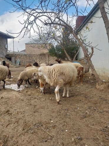 cuce ve xoruz: Qoyun sürüsü – yerli cinslərin qarışığı - Şəkillərdə kənd həyətində — 7