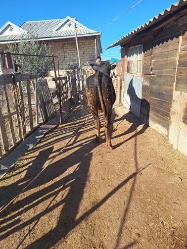 qoyun əti qiyməti: Dana 6 ay bordağa bağlamış heyvandı təmi əti 220 230 aralığda olar — 4