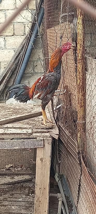 Qazlar: Salam real alicilar narahat etsin kul bece 100azn n biri 150 azn — 2