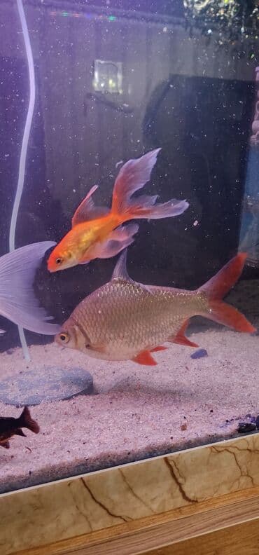 dib balıqları: Qızıl balıq, Sülhsevər — 3