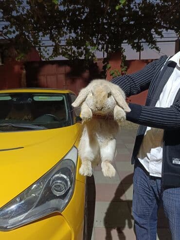 dovşanlar: Holland cinsi erkek dovsan almanyadan gelme sort evde usaqa oyreib — 1