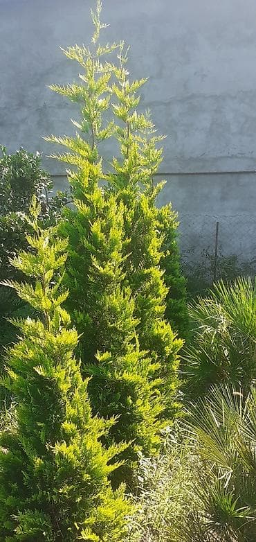 dekor patalok: Dekarativ ağaclar — 1