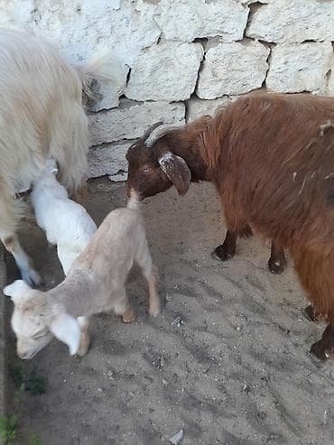 keci satisi: Dişi, Zanen, il: 1, 40 kq, Südlük, Ünvandan götürmə — 9