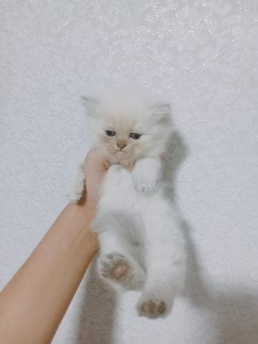 ev meymunları: Ağ tüklü balaca pişik balası Xüsusiyyətlər: - Rəng: qar kimi ağ — 4