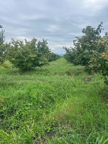 tap az evler kirayə xudat xacmaz qubada: Bakı, 100 kv. m, 3 otaqlı, Hovuzsuz, Qaz, İşıq, Su — 18