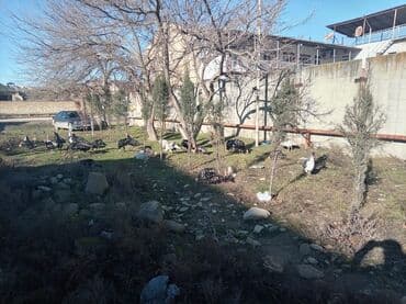 Индюшки: Məhsul: Hinduşka sürüsü (hind toyuqları) Təsvir:sağlam heyvanlar - — 4