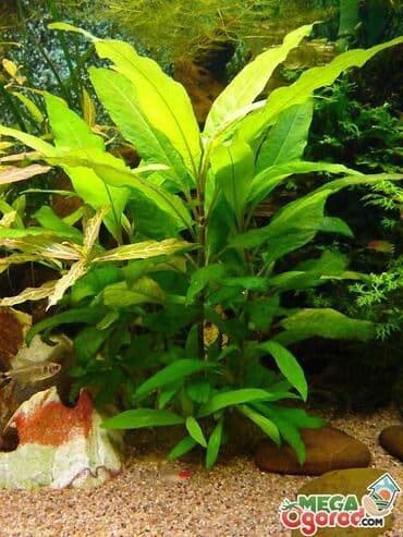 sudluk inekler satisi: Limonnik akvarium bitkisi

Аквариум
Лимонник — 1