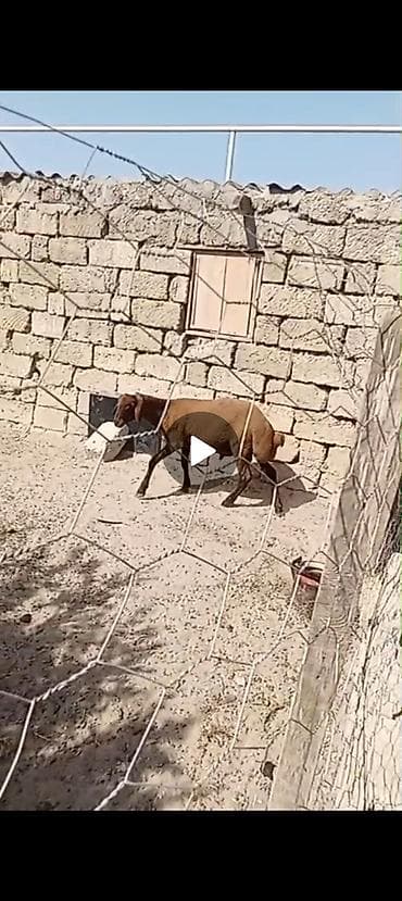 mal heyvan: Cins: QALA CINSI 6 AYLIQ ERKEY TOUGLUDU ETDI HEYVANDI HEM KESIME HEMDE — 3