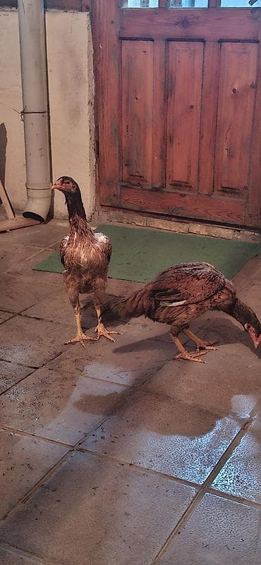 Digər kənd təsərrüfatı heyvanları: Toyuq cücələri, Damazlıq — 4