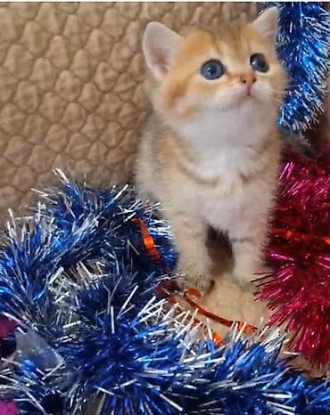 ev pişiy: Yaxşı əllərə — 5