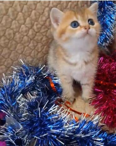 Jeep: Dişi, Yaxşı əllərə — 2