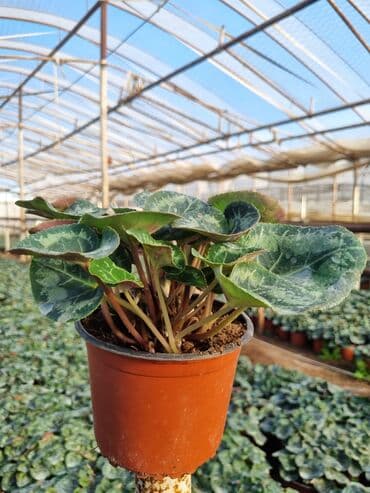 qızıl gül buketi: Gullerin satişi — 3