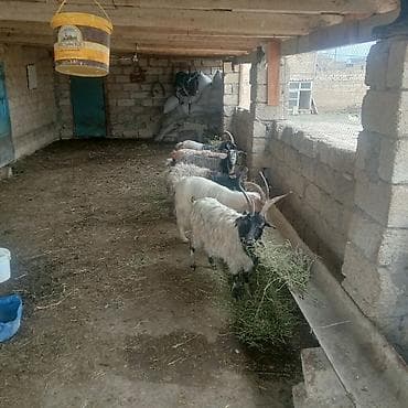 boz pişik: Qoyun-keçi təsərrüfatı üçün safcinsə yaxın yerli keçilər 5 baş keçi — 4