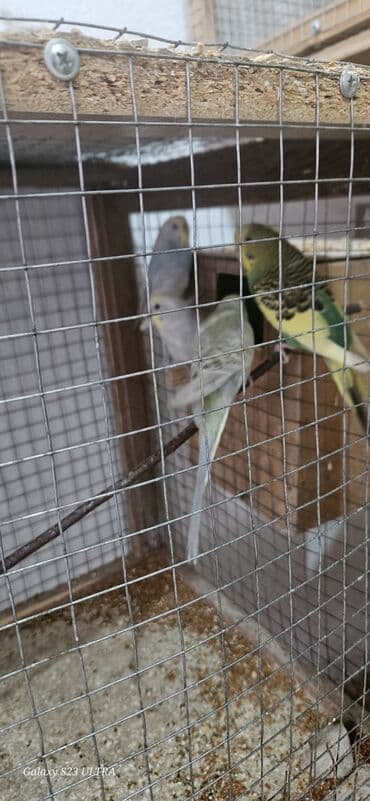 попугай ара цена: Papuqaylar satılır — 8
