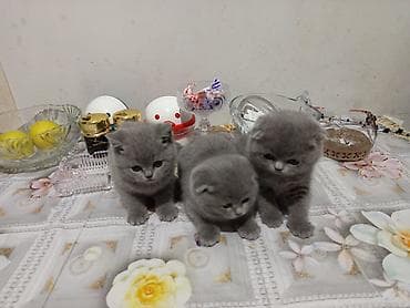 it şekilleri: Şotland yastı qulaq — 3