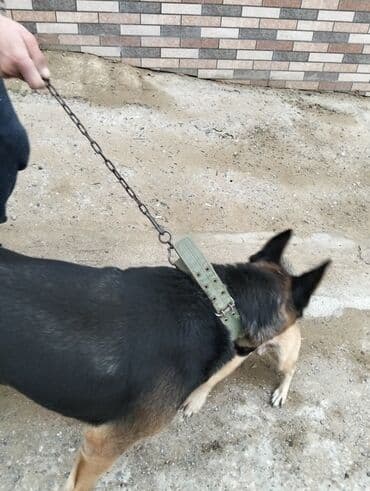 gencede it satisi: Alman çoban iti, 2 il, Dişi, Peyvəndli, Ünvandan götürmə — 4