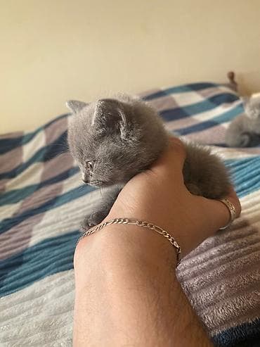 K/t heyvanları və malları: Boz tüklü balaca pişik balaları - Cins: boz, qısa tüklü (monoxrom — 8